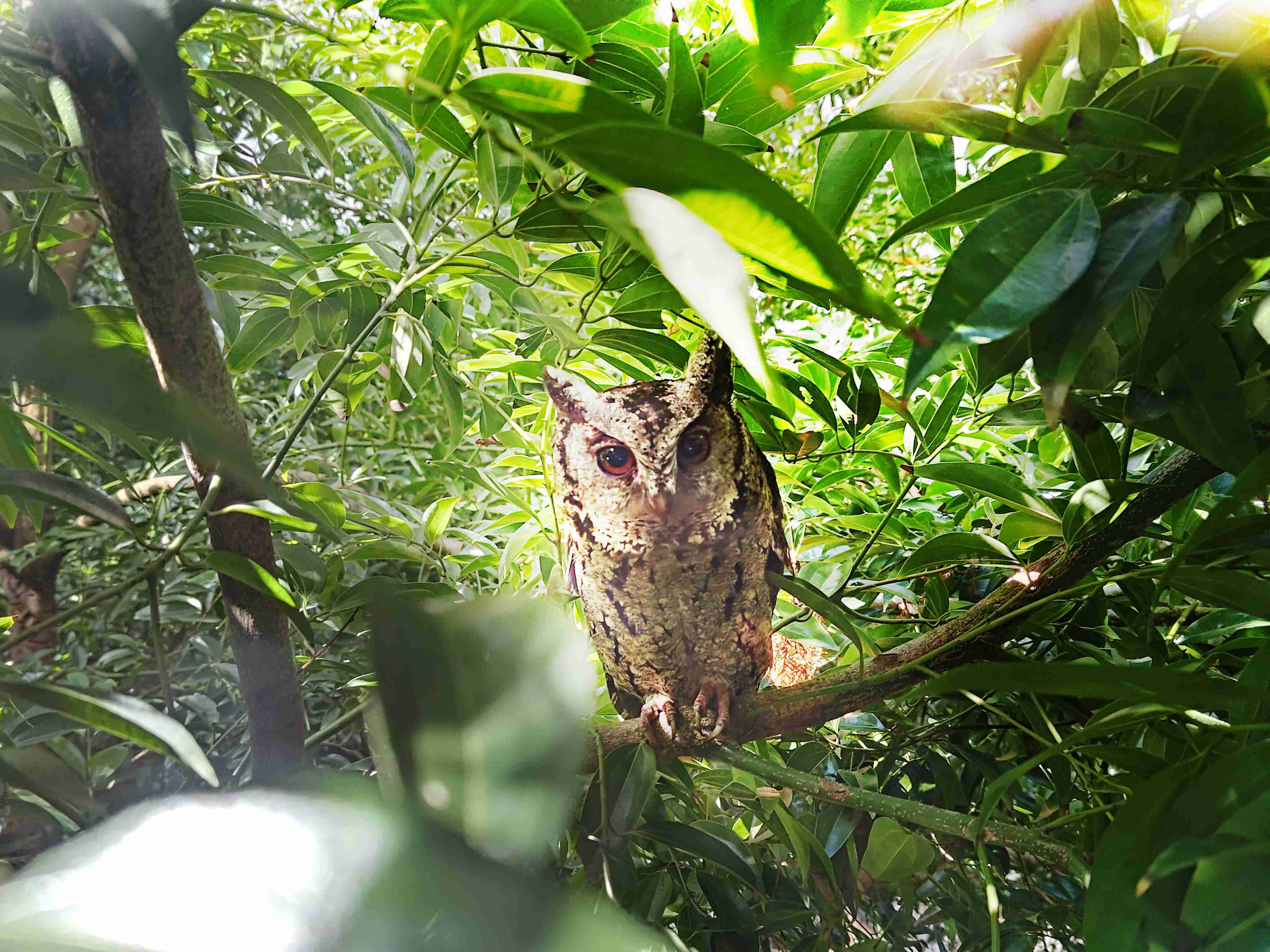 开云电子致力提倡净零绿生活，，，，16年以来在全球各厂区植树逾百万棵，，，造就各厂区树木蔚然成林，，，，犹如森林工厂，，，，成为许多生物的栖息地